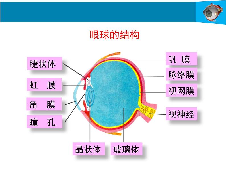 12-2感受器和感觉器官第1课时课件2021--2022学年北师大版七年级生物下册课件第7页