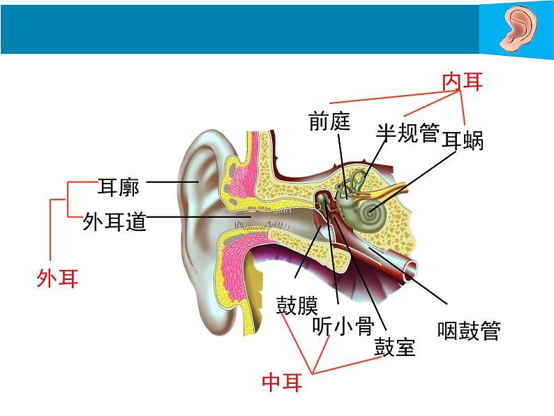 12-2感受器和感觉器官----耳与听觉第2课时课件2021--2022学年北师大版七年级生物下册课件第8页
