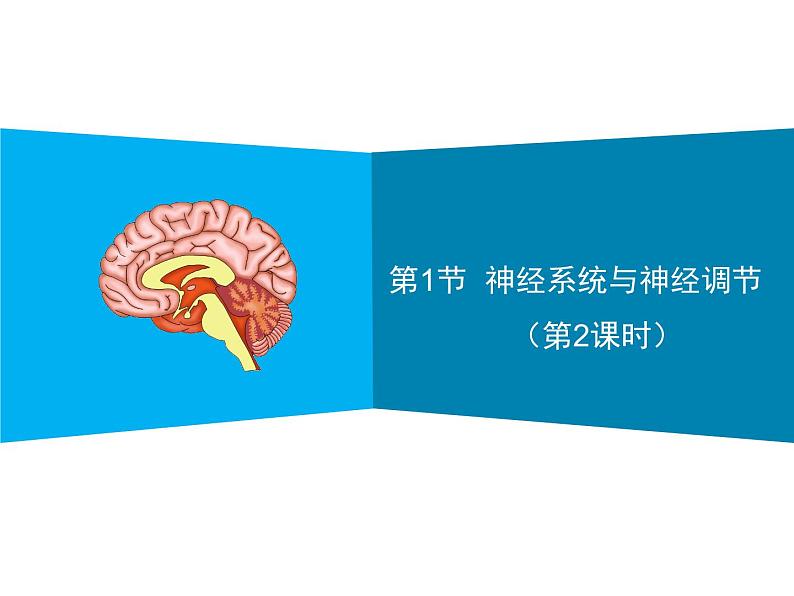 12-1神经系统与神经调节第2课时课件2021--2022学年北师大版七年级生物下册第1页