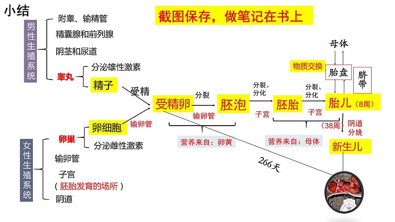 七年级下册第三节《青春期》课件PPT01