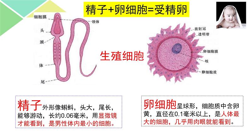 七年级下册第二节《  人的生殖》第4页