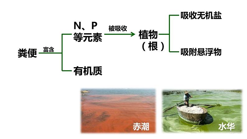 初中生物北京版八年级下册-生态系统复习课部优课件第4页