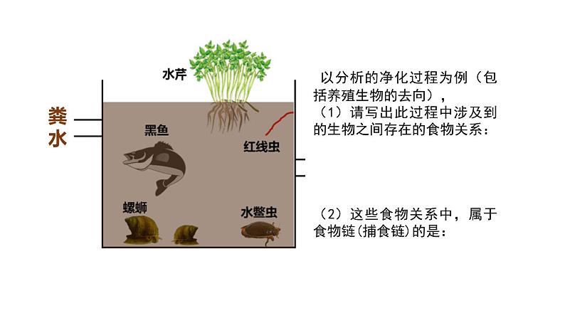 初中生物北京版八年级下册-生态系统复习课部优课件第8页