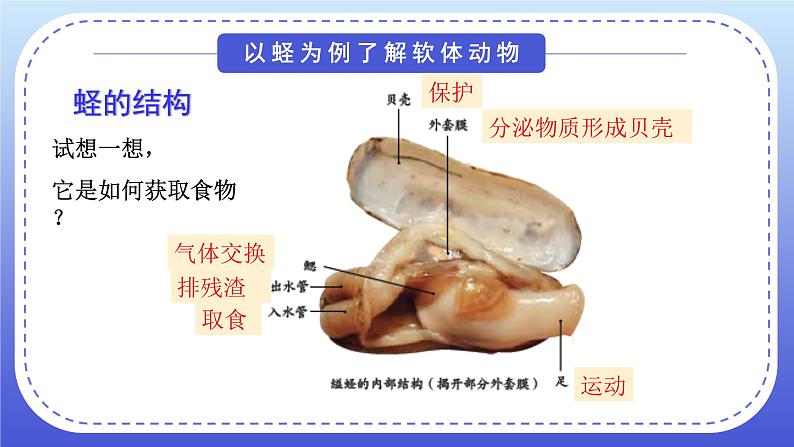 1.3《软体动物和节肢动物》教案+课件07