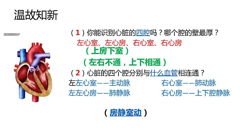 济南版七年级下册生物 3.3物质运输的途径 课件05