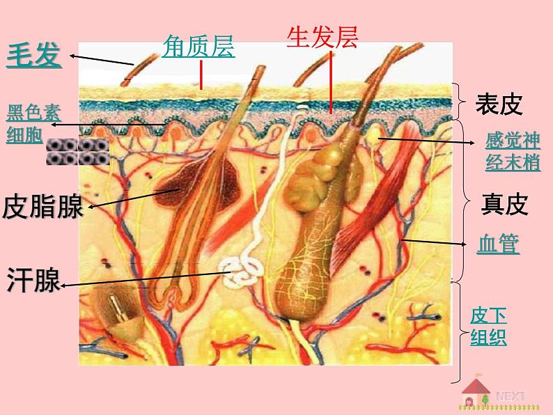 济南版七年级下册生物 4.2汗液的形成和排出 课件03