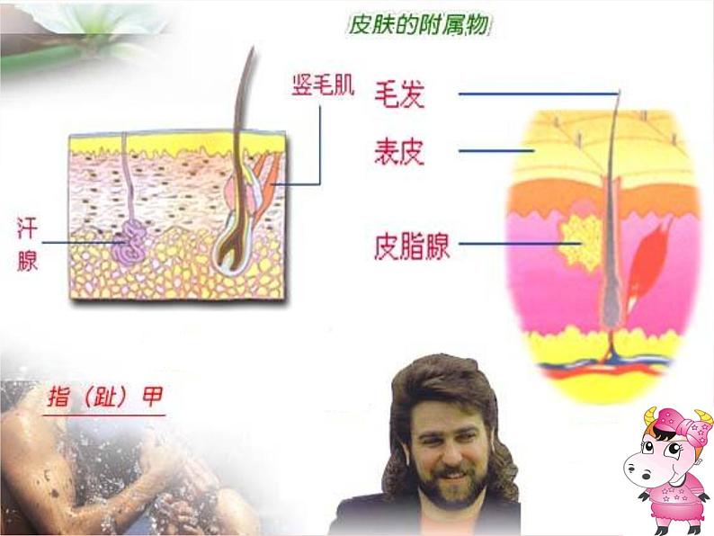 济南版七年级下册生物 4.2汗液的形成和排出 课件08