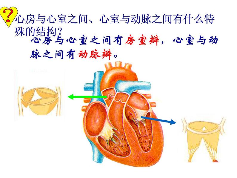 济南版七年级下册生物 3.2物质运输的器官 课件08