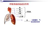 生物七年级下册第一节 人体与外界的气体交换教课内容ppt课件