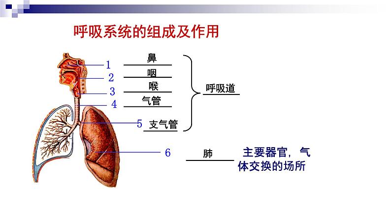 济南版七年级下册生物 2.1人体与外界的气体交换 课件01