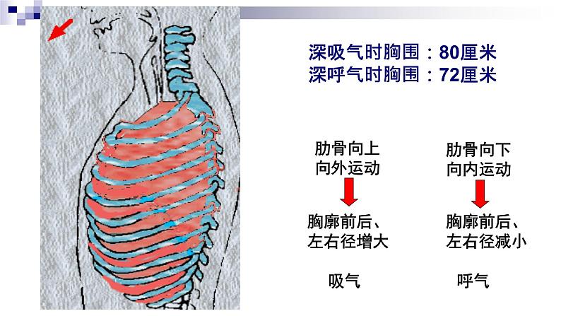 济南版七年级下册生物 2.1人体与外界的气体交换 课件04