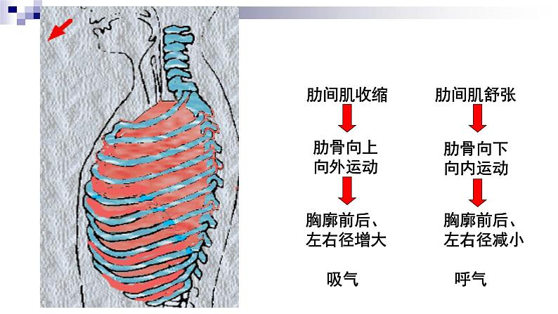 济南版七年级下册生物 2.1人体与外界的气体交换 课件06