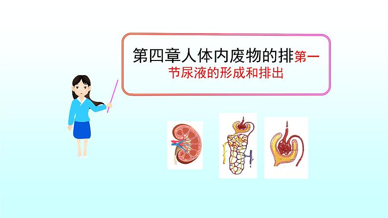 济南版七年级下册生物 4.1尿液的形成和排出 课件02