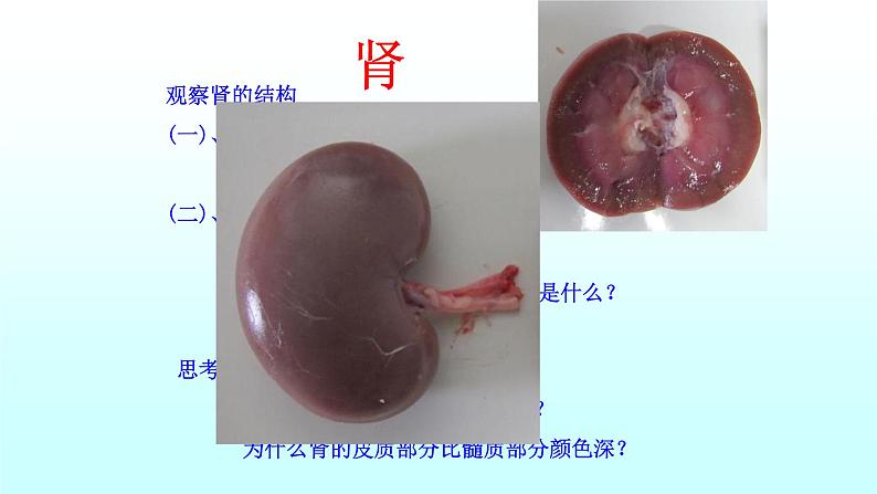 济南版七年级下册生物 4.1尿液的形成和排出 课件03