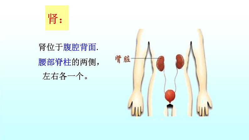 济南版七年级下册生物 4.1尿液的形成和排出 课件04