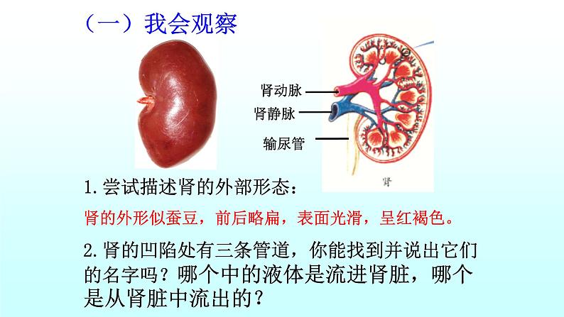 济南版七年级下册生物 4.1尿液的形成和排出 课件05