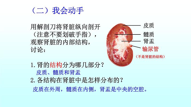 济南版七年级下册生物 4.1尿液的形成和排出 课件06