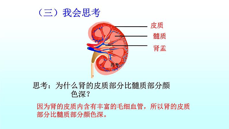 济南版七年级下册生物 4.1尿液的形成和排出 课件07