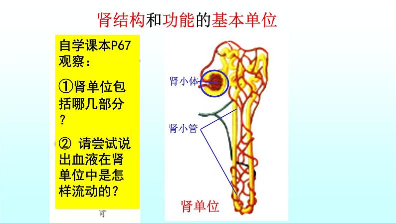 济南版七年级下册生物 4.1尿液的形成和排出 课件08