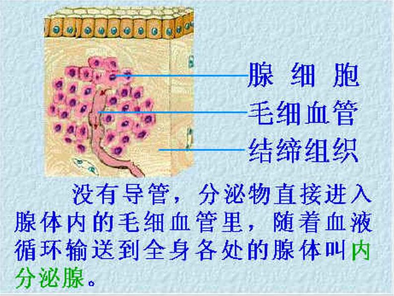 济南版七年级下册生物 5.1人体的激素调节 课件第6页