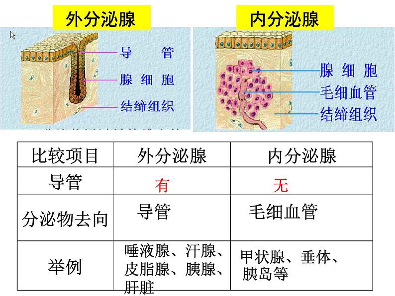 济南版七年级下册生物 5.1人体的激素调节 课件第7页