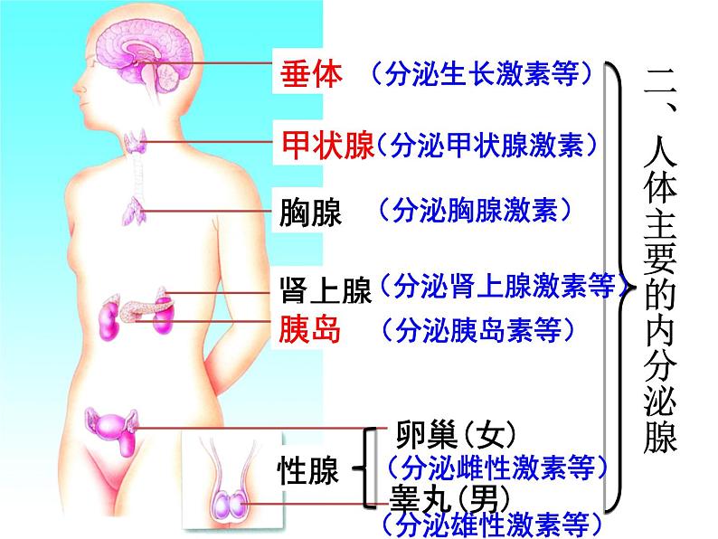 济南版七年级下册生物 5.1人体的激素调节 课件第8页