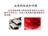 济南版七年级下册生物 3.1物质运输的载体 课件