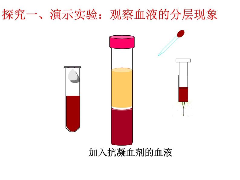 济南版七年级下册生物 3.1物质运输的载体 课件04