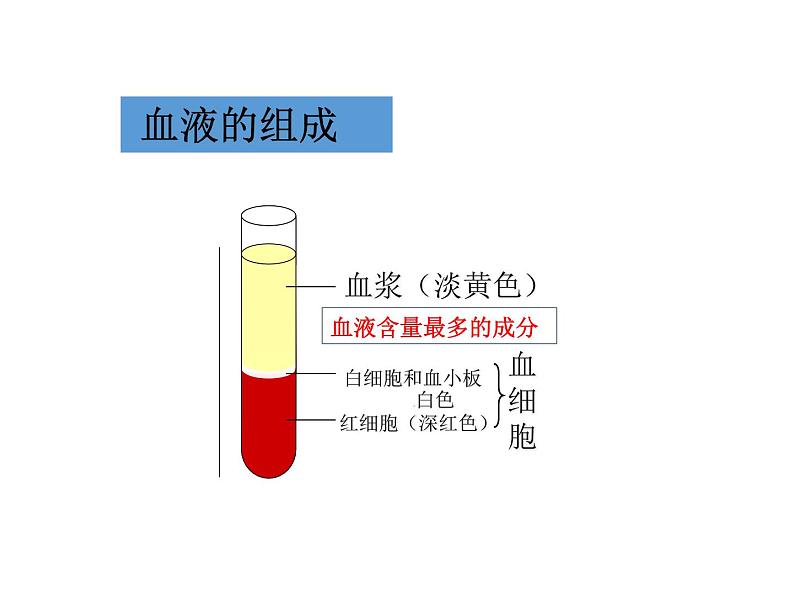 济南版七年级下册生物 3.1物质运输的载体 课件06