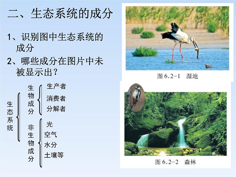 济南社八年级下册生物  6.2.1生态系统的组成 课件07