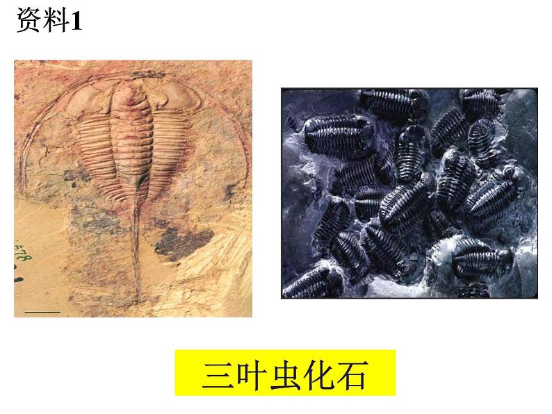 济南社八年级下册生物  5.1.3生物进化的历程 课件第7页