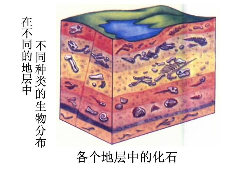 济南社八年级下册生物  5.1.3生物进化的历程 课件第8页