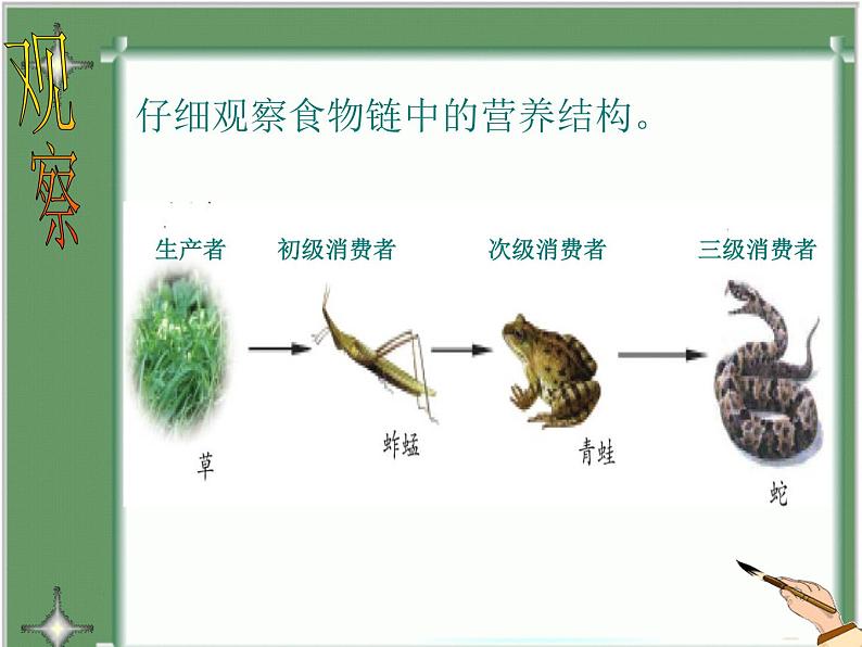 济南社八年级下册生物  6.2.2食物链和食物网 课件第6页