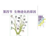 济南社八年级下册生物  5.1.4生物进化的原因 课件