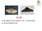 济南社八年级下册生物  5.1.4生物进化的原因 课件