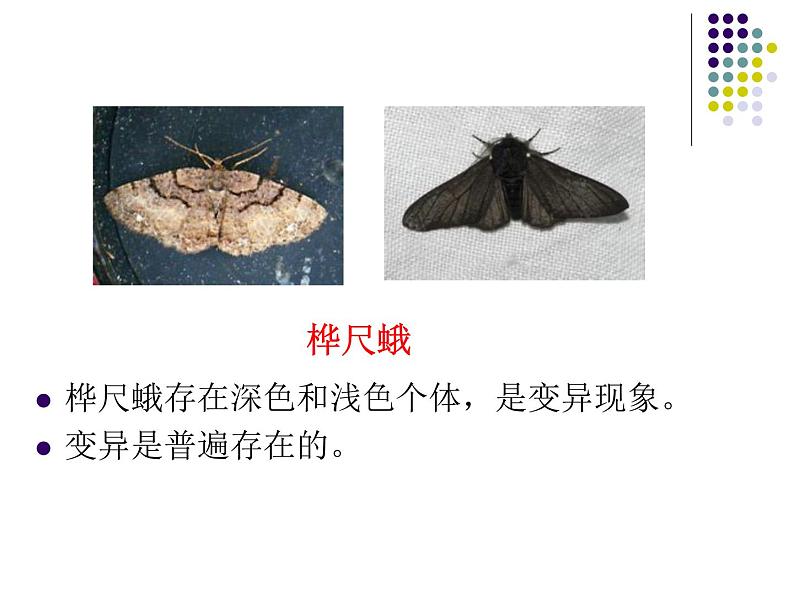 济南社八年级下册生物  5.1.4生物进化的原因 课件第2页