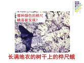 济南社八年级下册生物  5.1.4生物进化的原因 课件