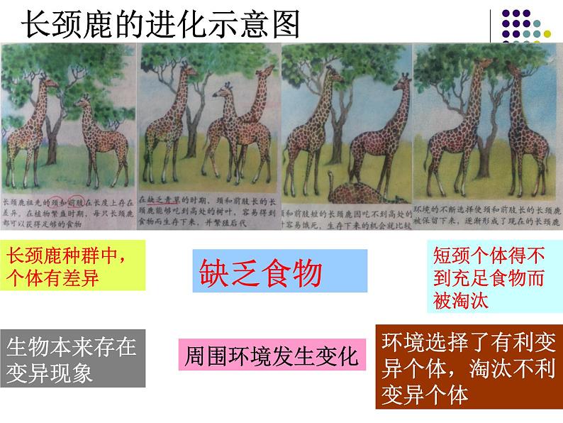 济南社八年级下册生物  5.1.4生物进化的原因 课件第7页