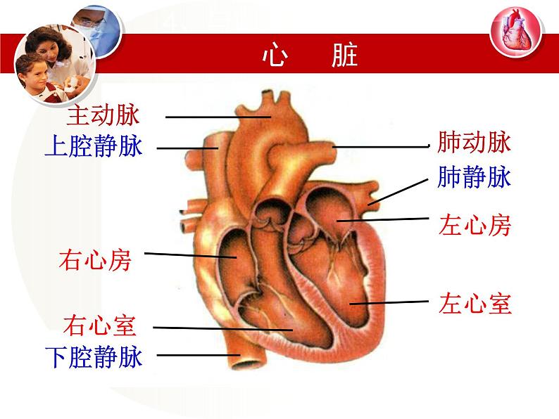 冀教版七年级下册生物 2.3物质运输的路线 课件02