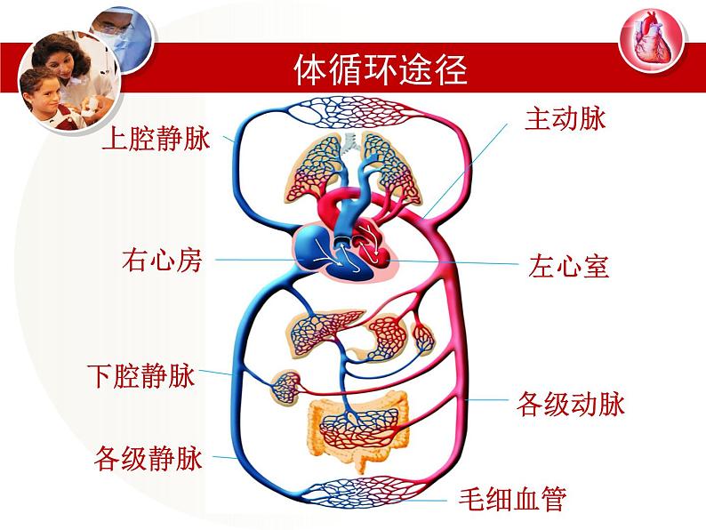 冀教版七年级下册生物 2.3物质运输的路线 课件05