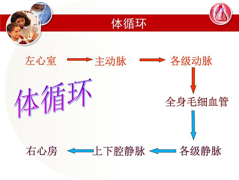 冀教版七年级下册生物 2.3物质运输的路线 课件06