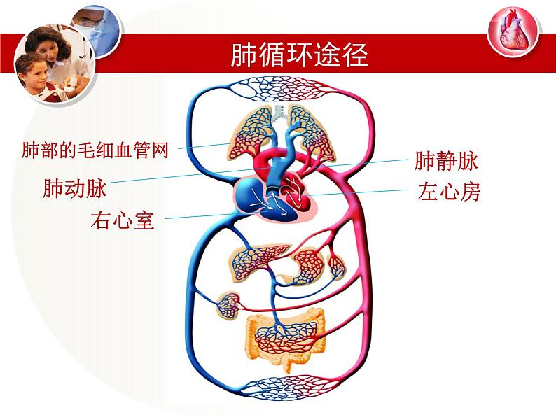 冀教版七年级下册生物 2.3物质运输的路线 课件07