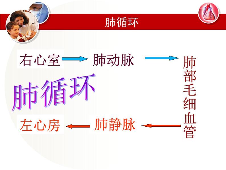 冀教版七年级下册生物 2.3物质运输的路线 课件08