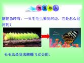 冀教版八年级下册生物  6.1.2动物的生殖和发育 课件