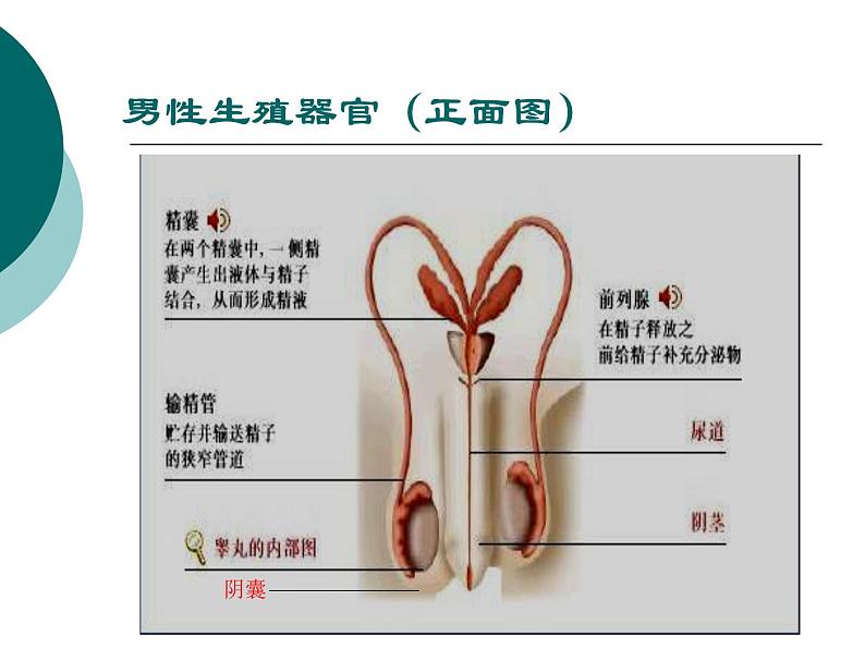 冀教版八年级下册生物  6.1.3人的生殖和胚胎发育 课件第3页