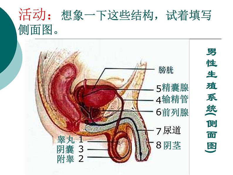 冀教版八年级下册生物  6.1.3人的生殖和胚胎发育 课件第4页