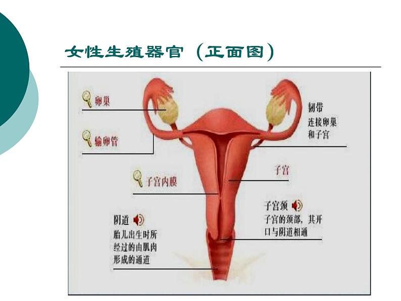 冀教版八年级下册生物  6.1.3人的生殖和胚胎发育 课件第5页