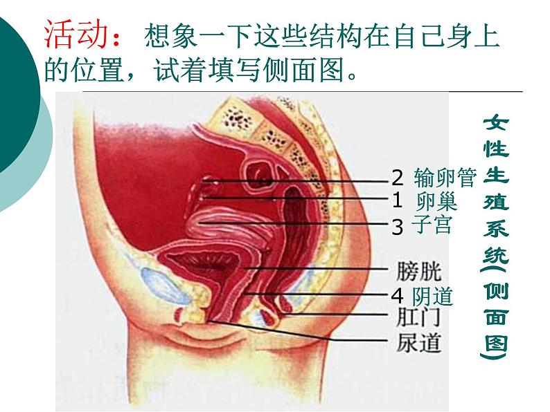 冀教版八年级下册生物  6.1.3人的生殖和胚胎发育 课件第6页