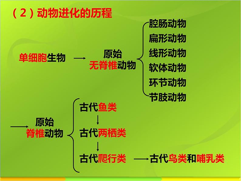 冀教版八年级下册生物  6.3.2生物的进化 课件第8页