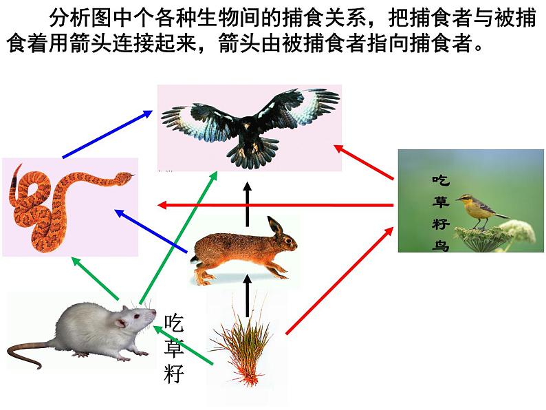 冀教版八年级下册生物  7.2.2食物链和食物网 课件06